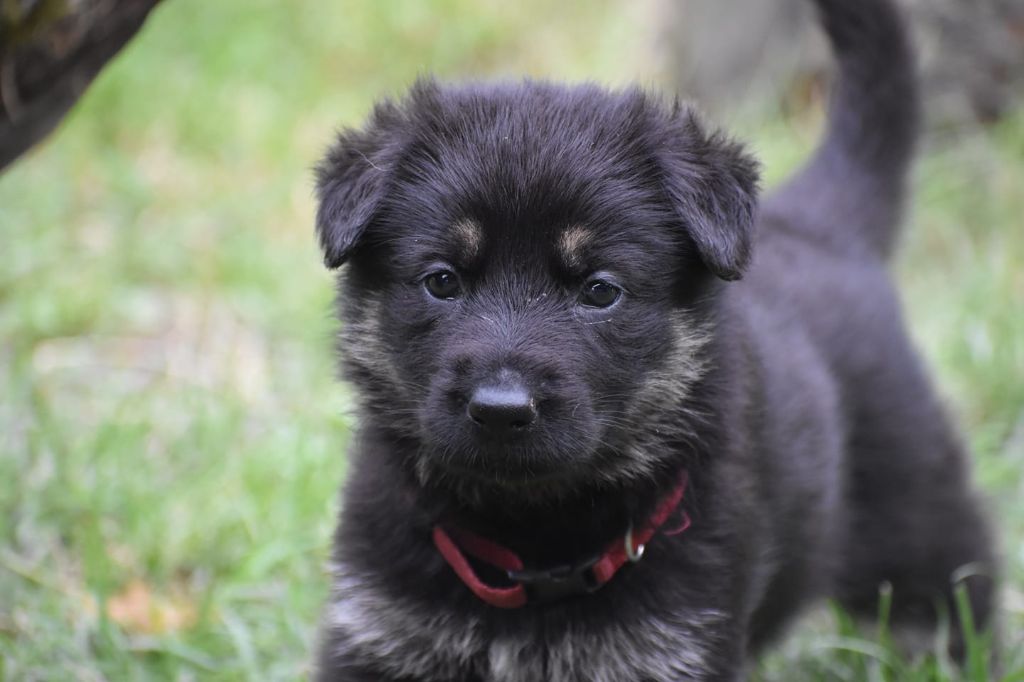 Of Nordic Moon - Chiot disponible  - Berger Allemand